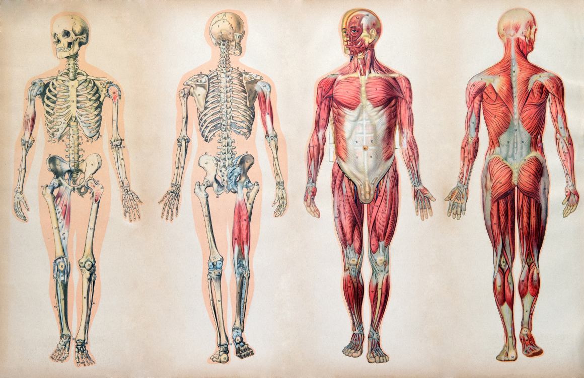 O óleo CBD tem de se acumular no corpo?