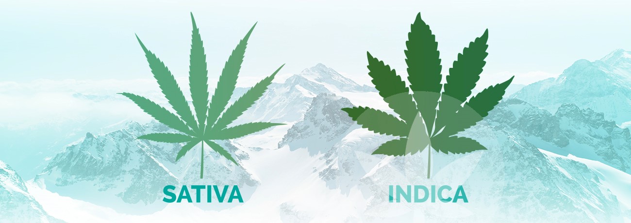 folhas de indica e sativa