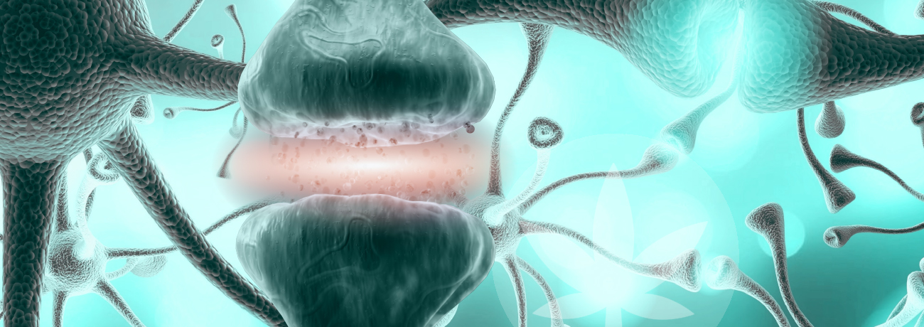 endocannabinoid system