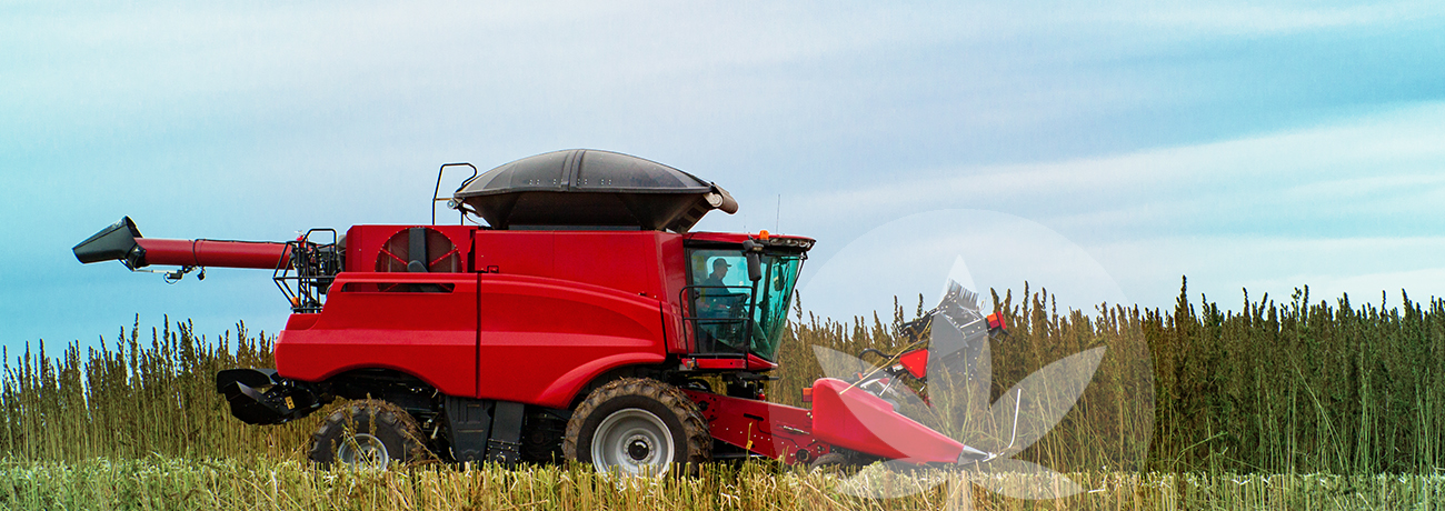 harvesting hemp