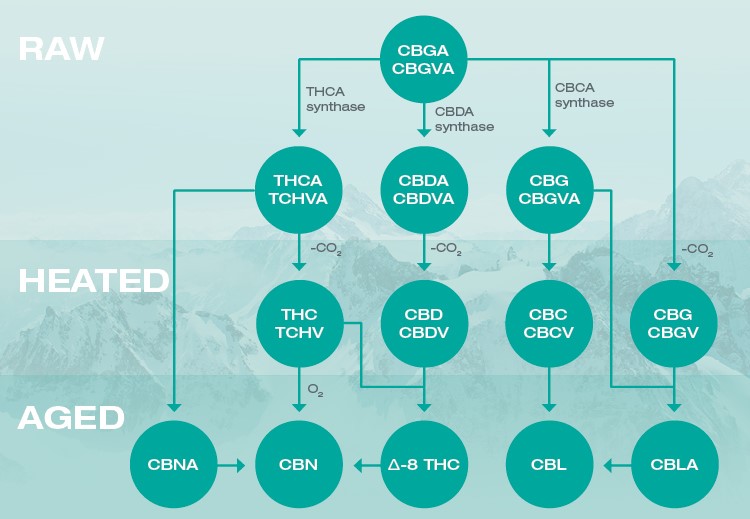 family tree of major cannabinoids