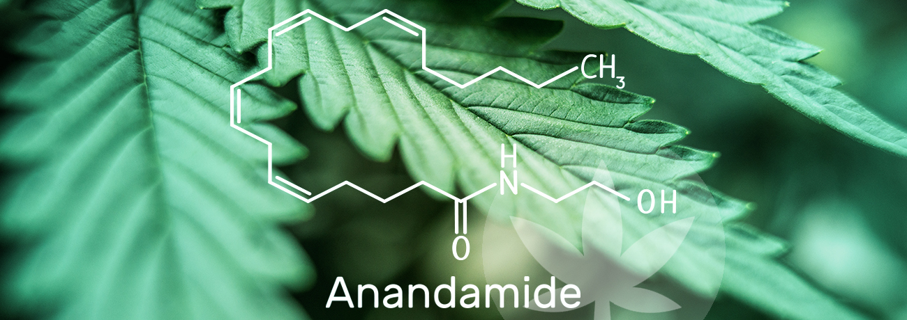 Anandamida: conheça a cannabis do cerebro e como ela atua