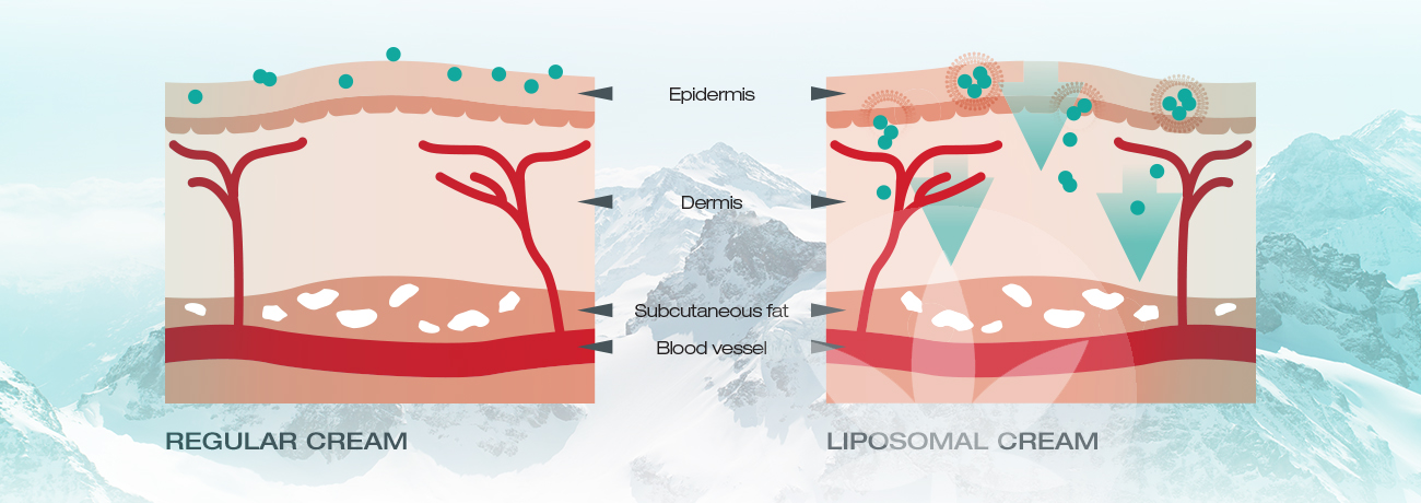 Liposome explanation