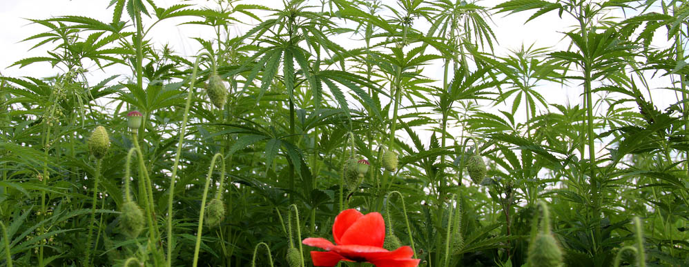A diferença entre CBD e CBDA