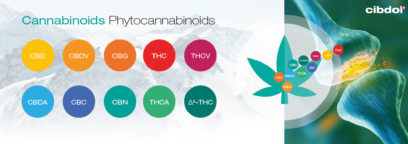 O que são os fitocanabinoides?
