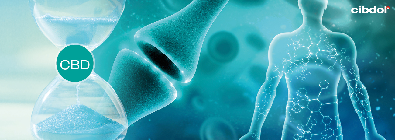 Quanto Tempo é que o CBD Permanece no Seu Sistema