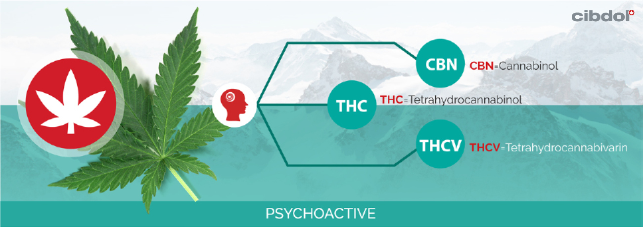 O que é o THC (Tetraidrocanabinol)?