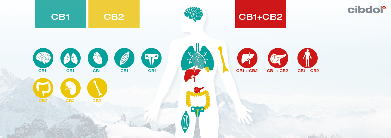 What Is Clinical Endocannabinoid Deficiency (CECD)?