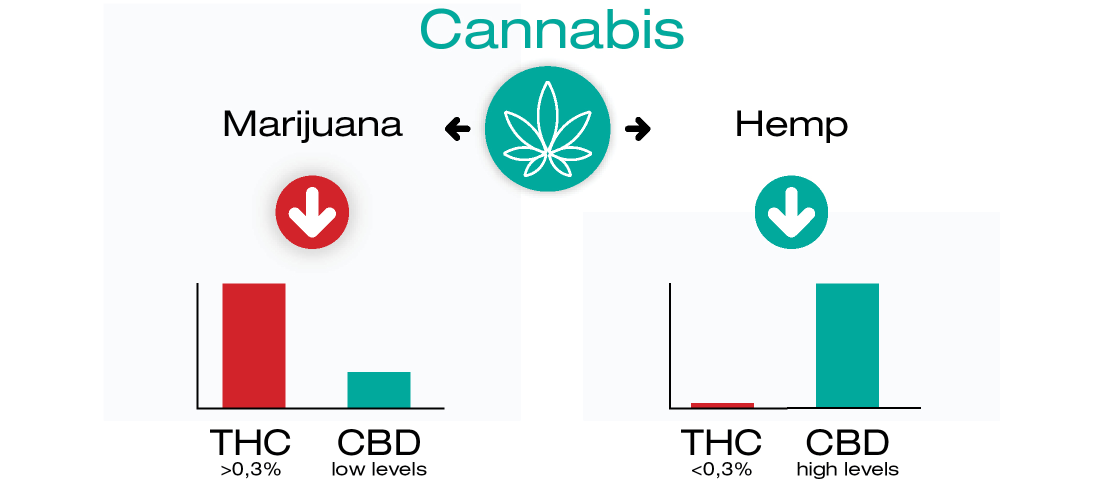 De onde vêm o CBD e o THC?