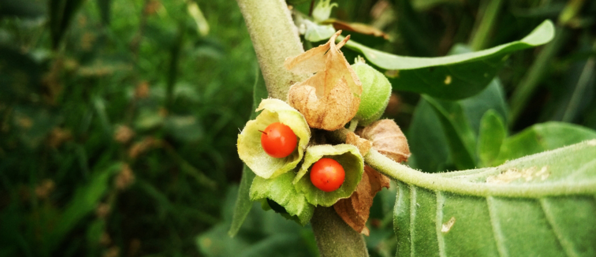 Pode tomar ashwagandha com outras vitaminas?