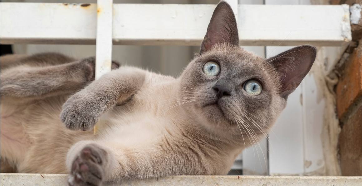 Os veterinários recomendam o óleo CBD para gatos?