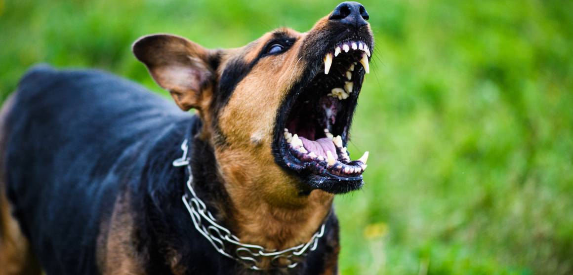 O cbd para cães ajuda a combater a agressividade?