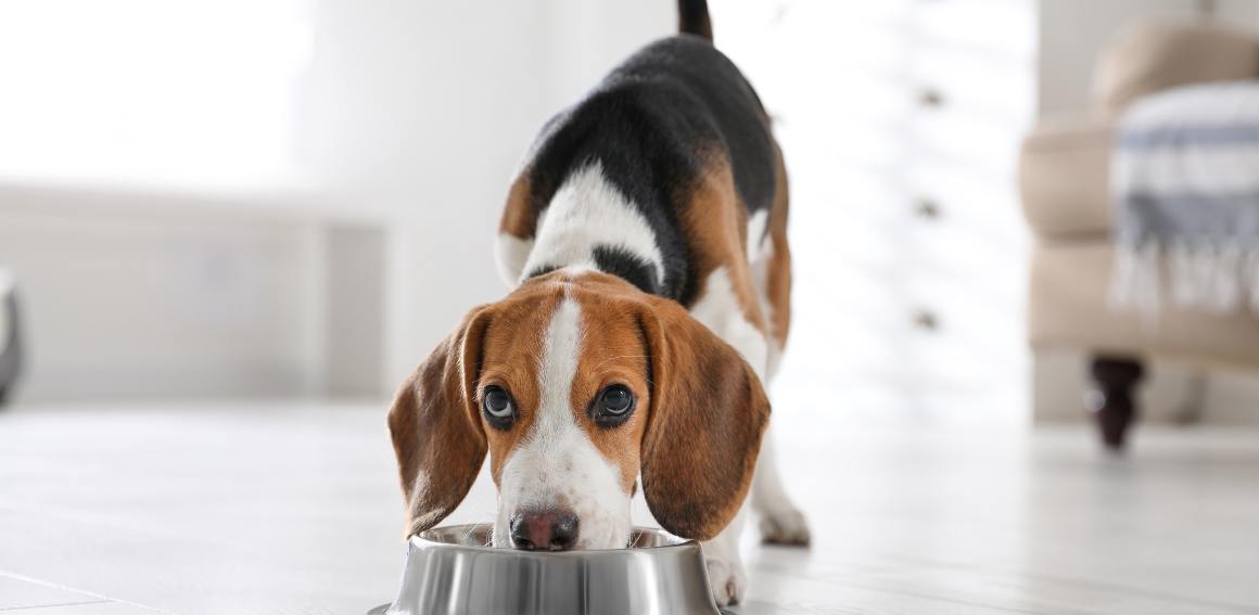 CBD para cães para o apetite