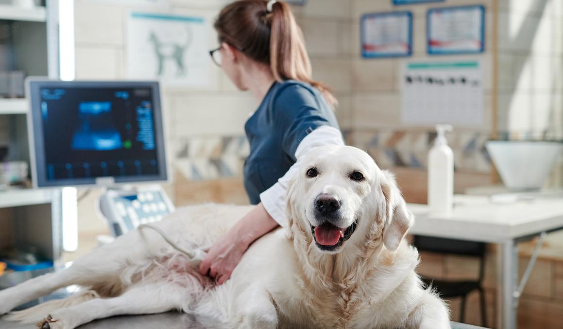 CBD para cães com osteoartrite