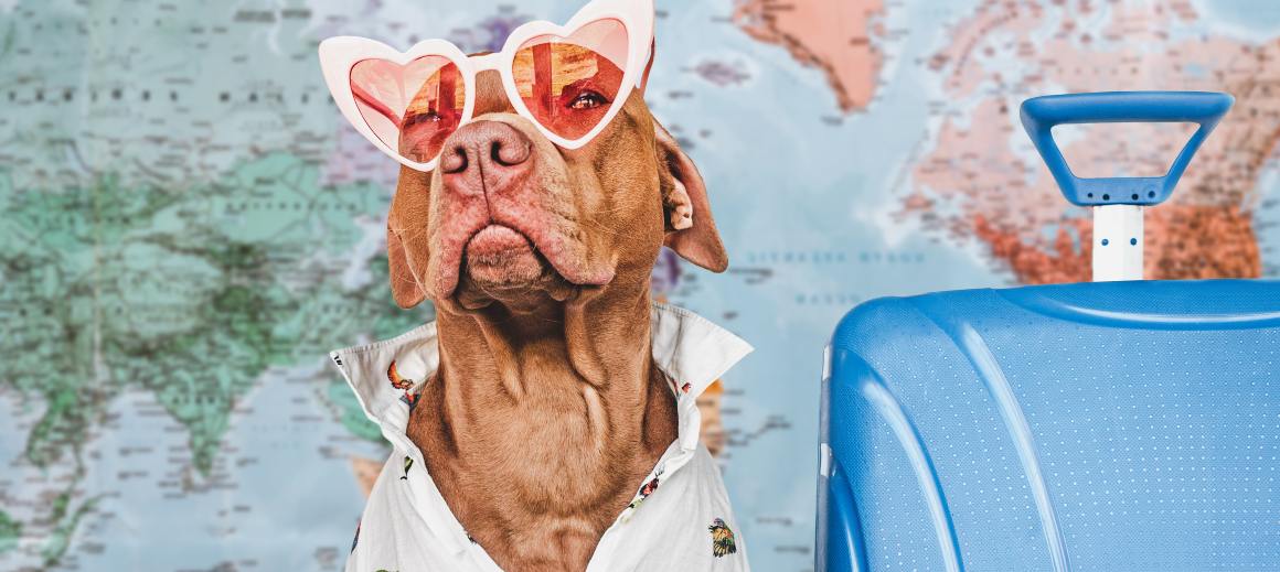 CBD para cães em voos