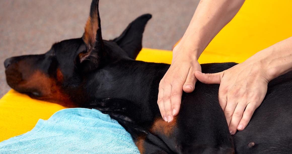 CBD para cães com problemas de anca