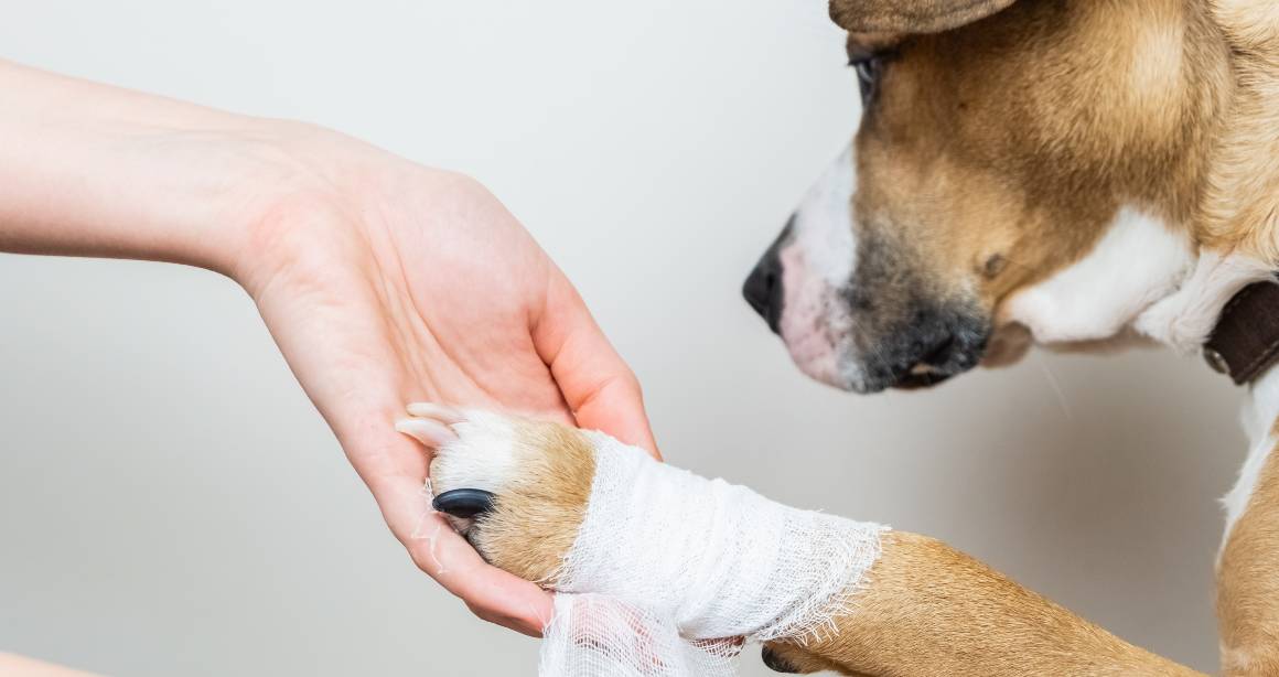 O cbd para cães ajuda a aliviar as dores nas articulações?