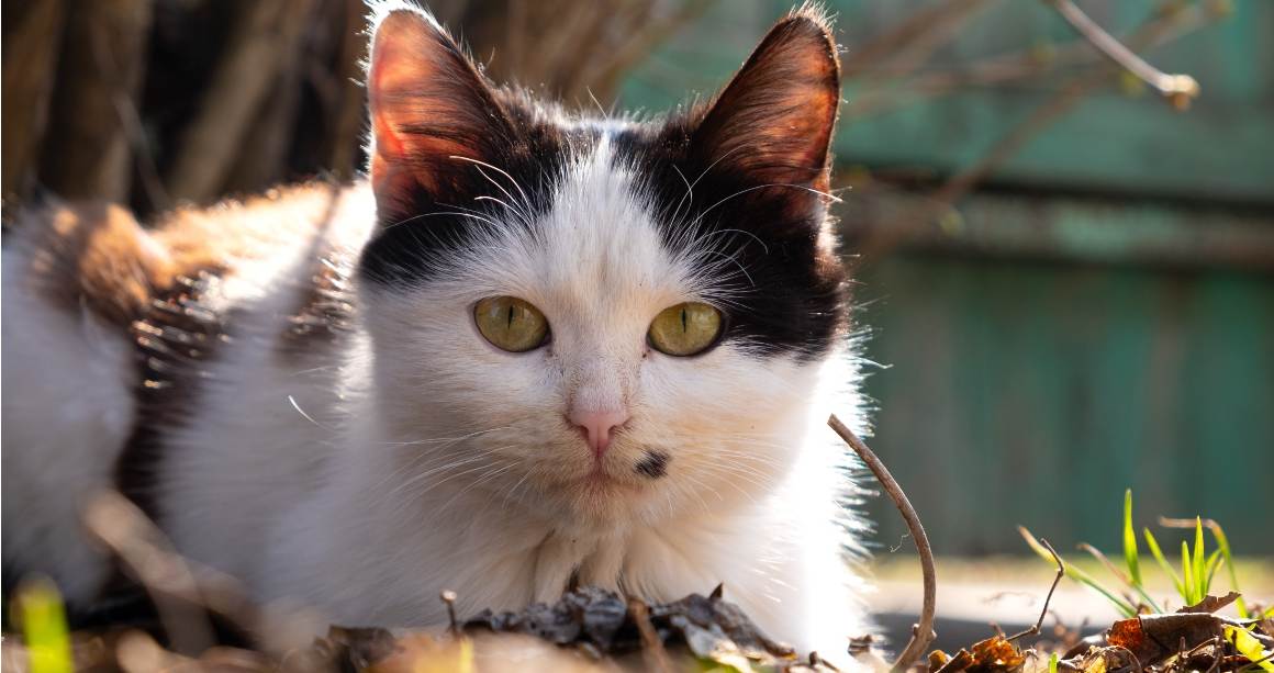 O óleo CBD pode ajudar os gatos com comichão?