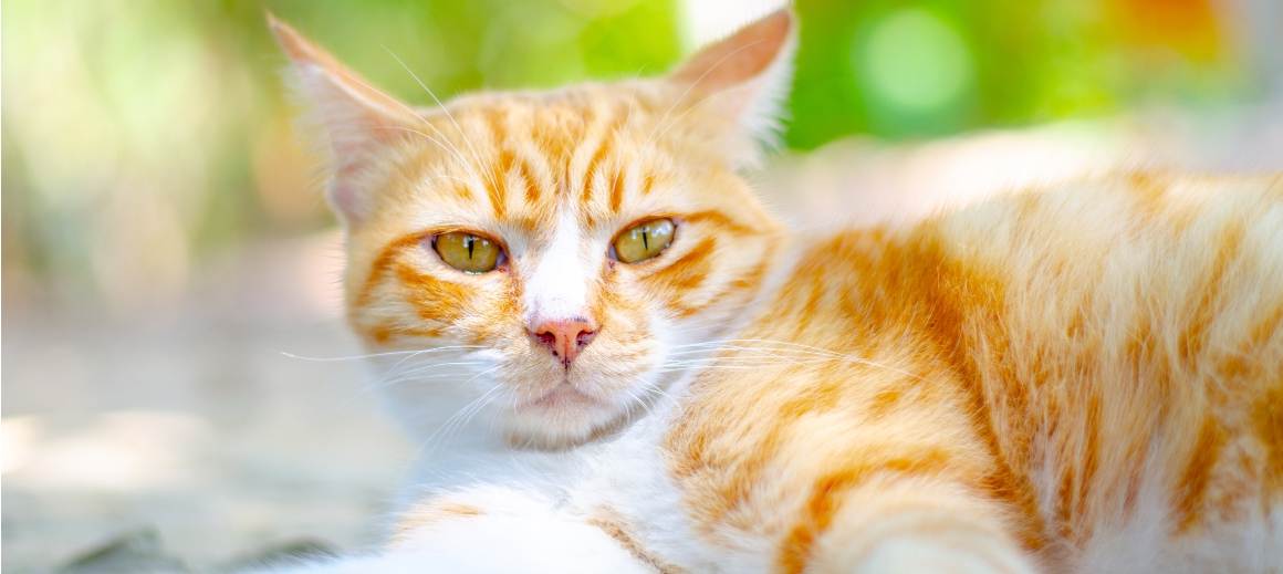 O CBD é bom para gatos mais velhos