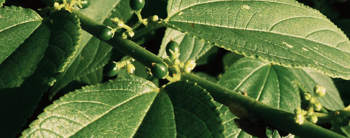 Cientistas encontram um composto de canábis numa planta totalmente diferente