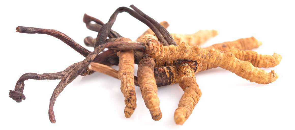 O cordyceps reduz o cortisol?