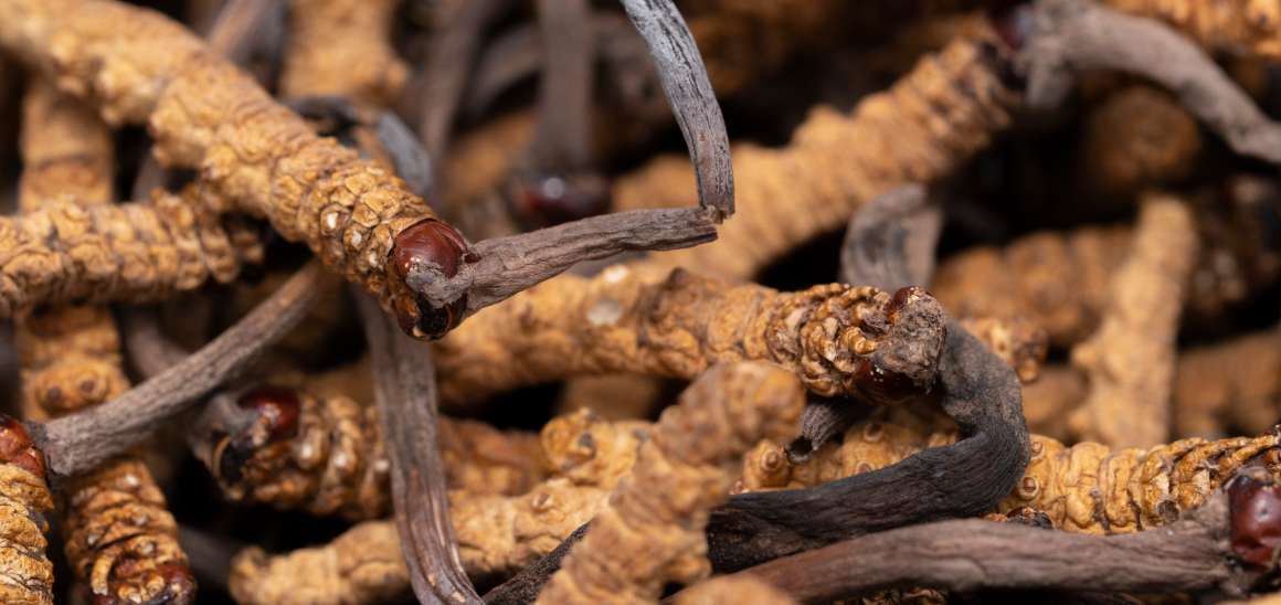 O cordyceps é bom para o ácido úrico?