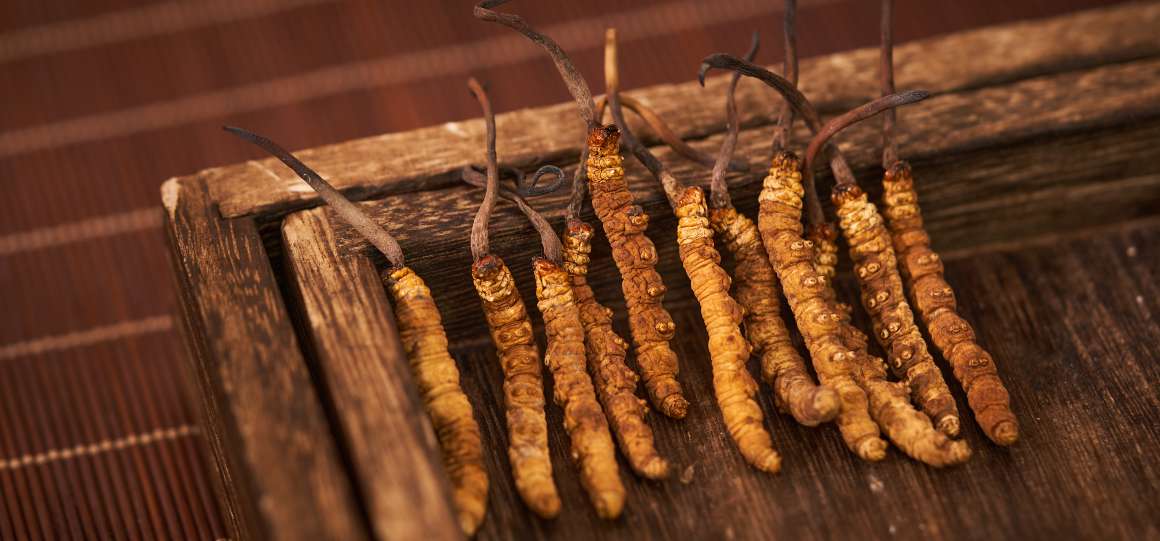 Deve tomar cordyceps com o estômago vazio ou com alimentos?