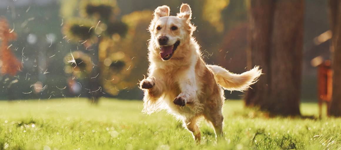 Quanto tempo é que o cbd demora a acalmar um cão?