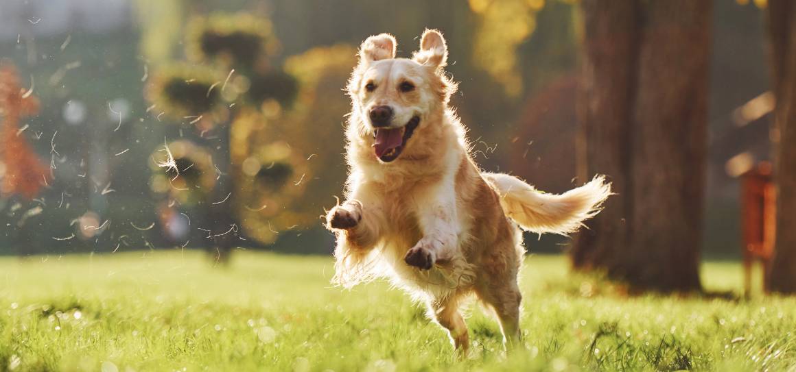 O cbd acalma um cão hiperativo?