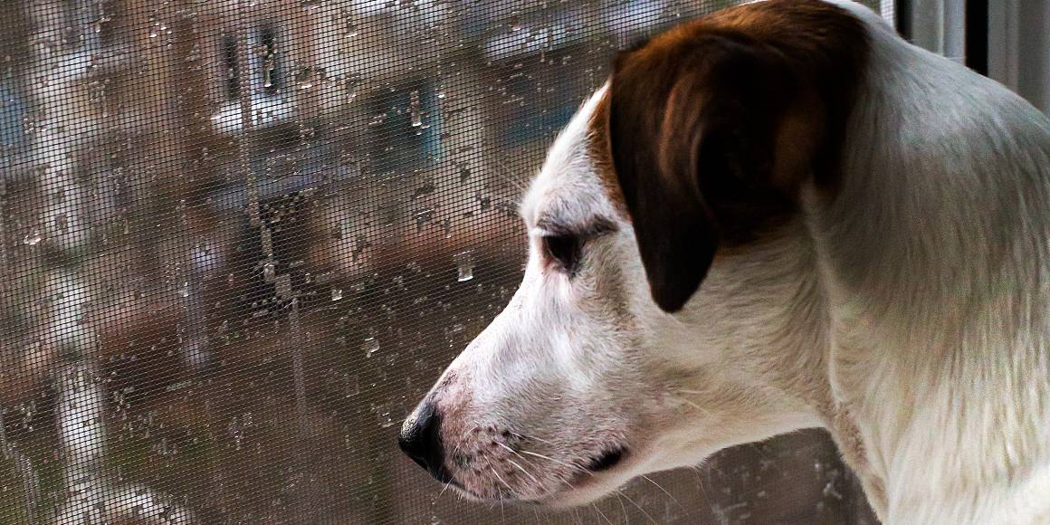 O cbd ajuda os cães com ansiedade de separação?