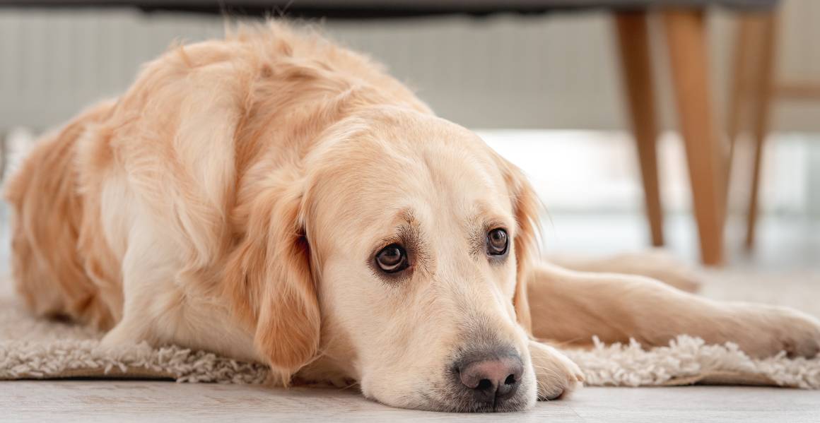 O que acontece se der demasiado cbd ao meu cão?