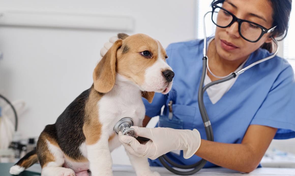 Os veterinários recomendam o cbd para cães?