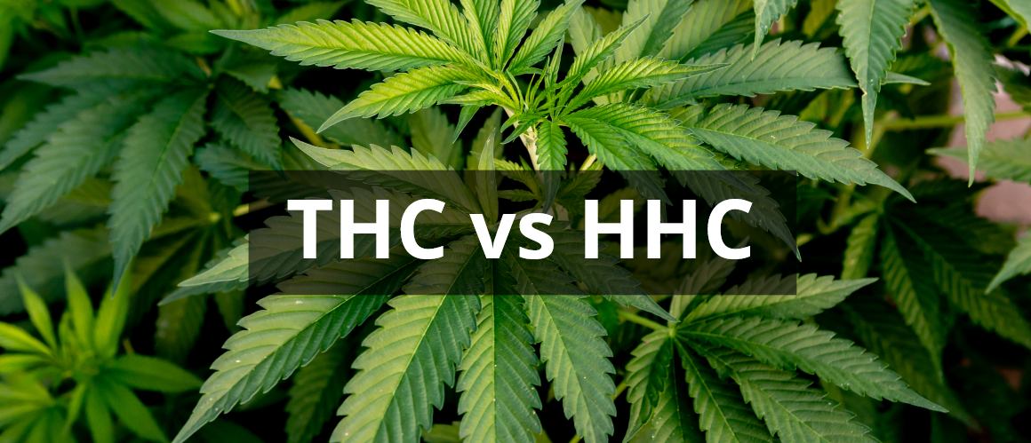 HHC vs THC: Como é que estes canabinóides se comparam?