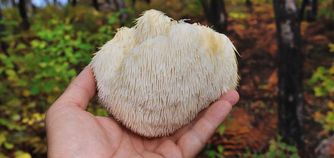 Does Lion's Mane Affect Serotonin? Boost Levels!