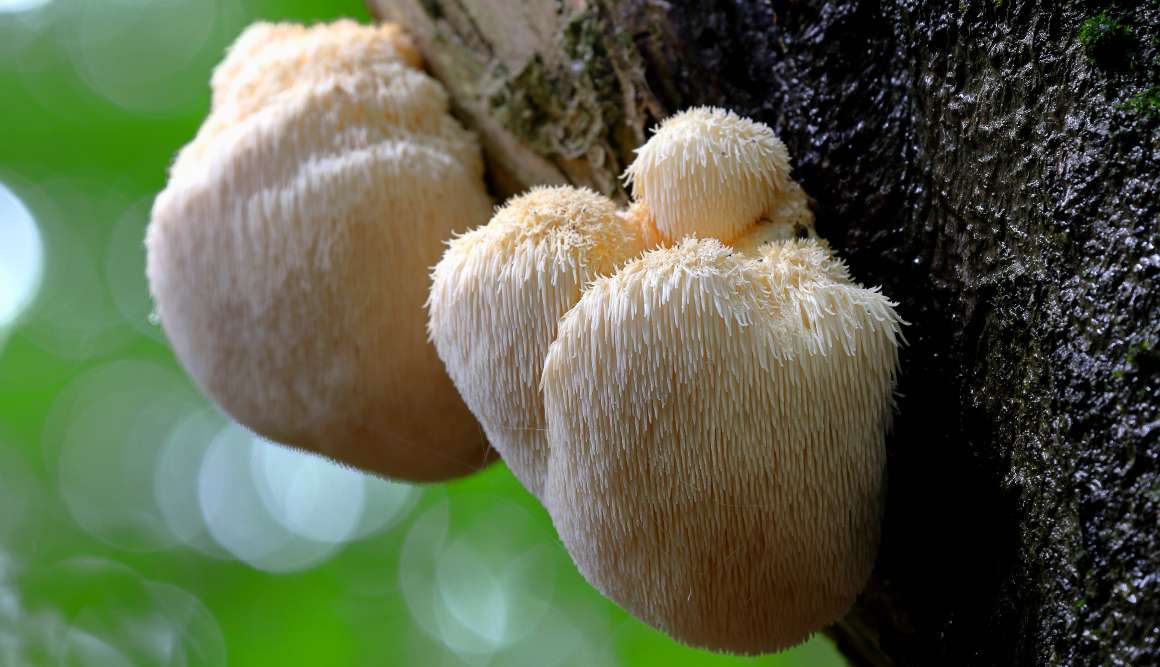 cogumelo-do-leão-9-benefícios-para-a-saúde-mais