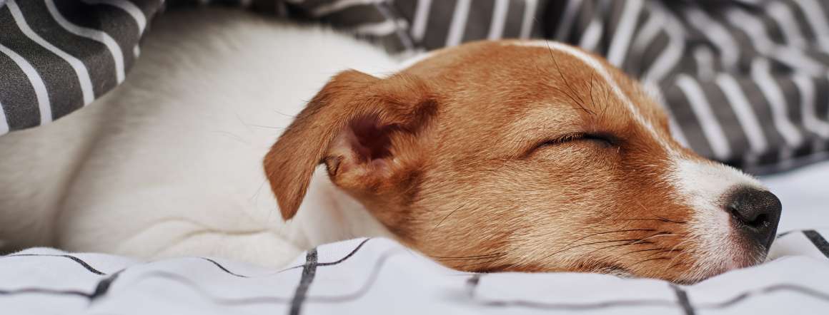 os cães podem ter apneia do sono