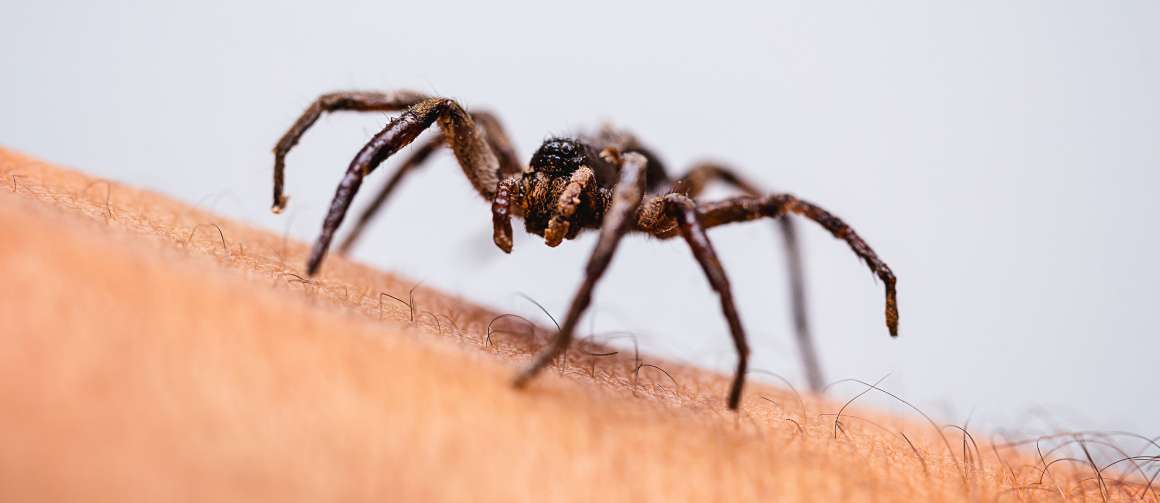 como é que as aranhas se engolem no seu sono