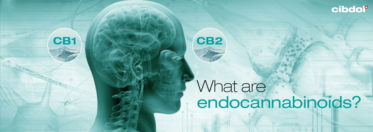 O que são endocanabinoides?