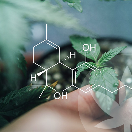What Makes Raw Cannabinoids So Special?