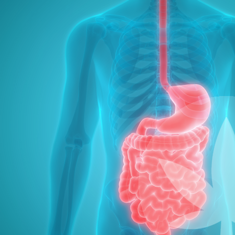 Como Pode O CBD Ajudar Na Digestão E Na Saúde Do Intestino?