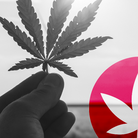 CBG e CBD: Qual É A Diferença?