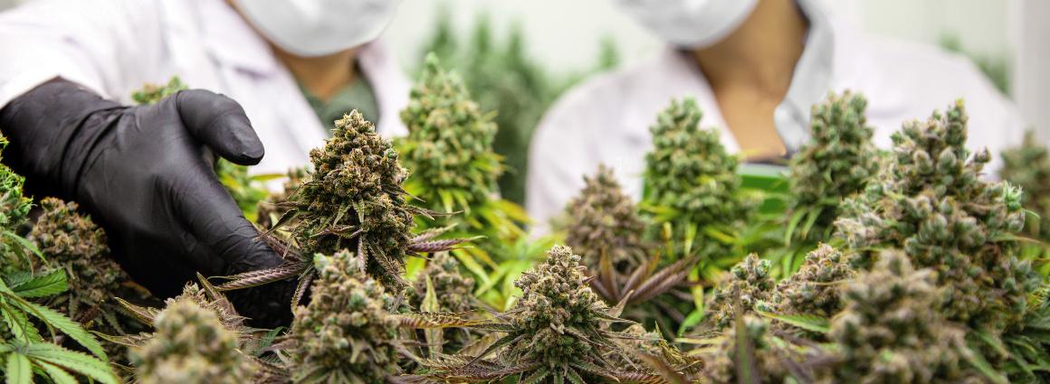 O óleo de cbd (canabidiol) é o mesmo que marijuana medicinal ou cânhamo?