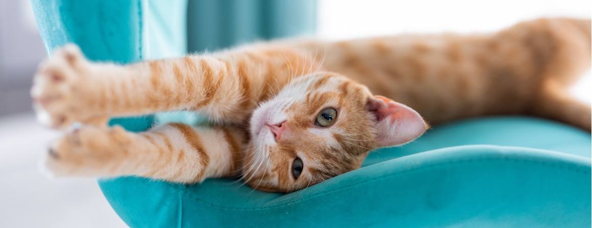 O CBD dá sono aos gatos?