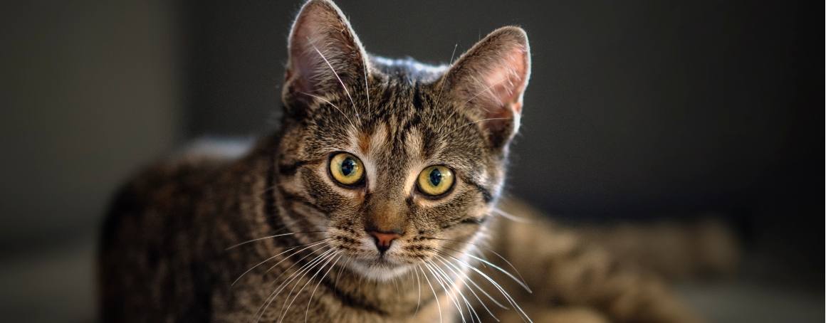 Os gatos podem ter más reacções ao CBD?