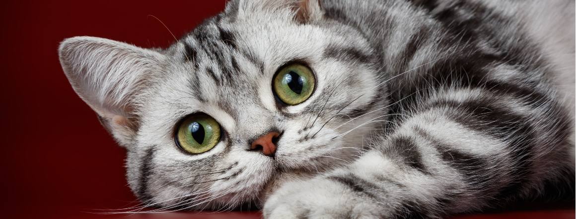Quanto tempo demora a fazer efeito o CBD para gatos?