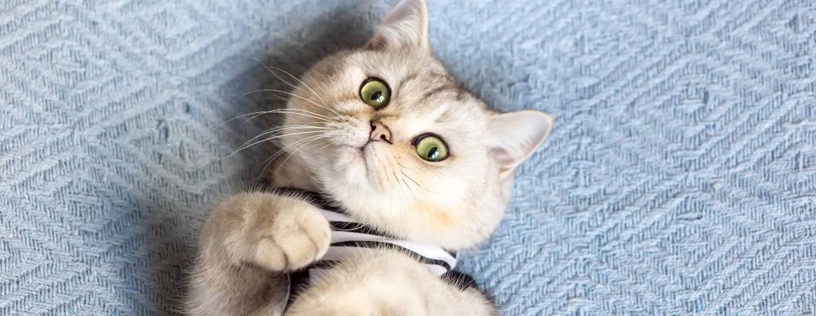 Pode esfregar óleo de CBD nas orelhas dos gatos?