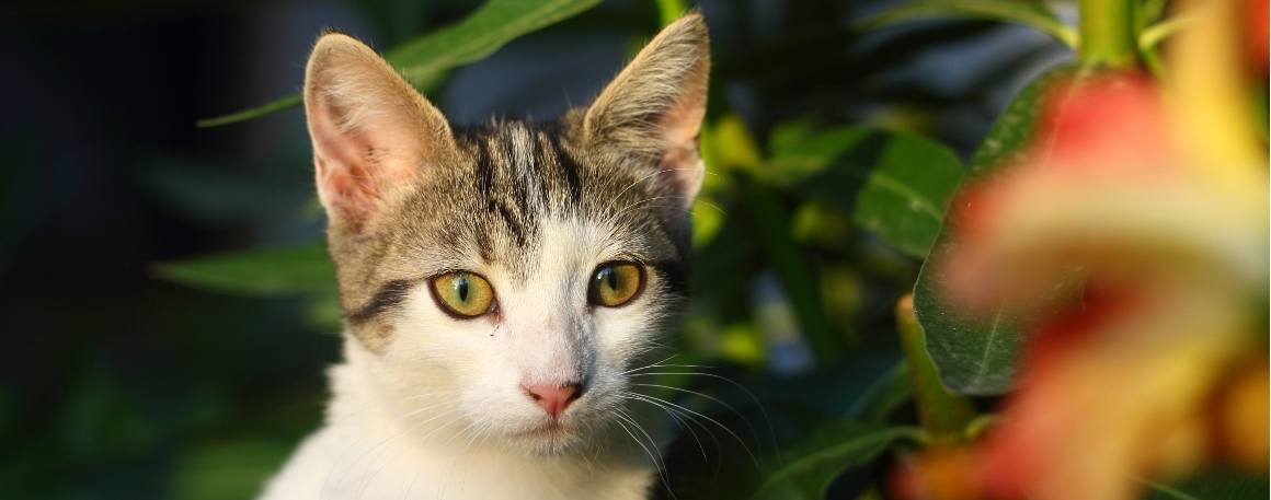 O CBD tornará o meu gato menos agressivo?