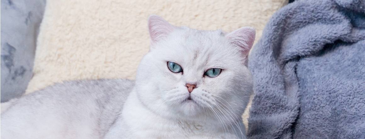 O que acontece se um gato consumir demasiado CBD?