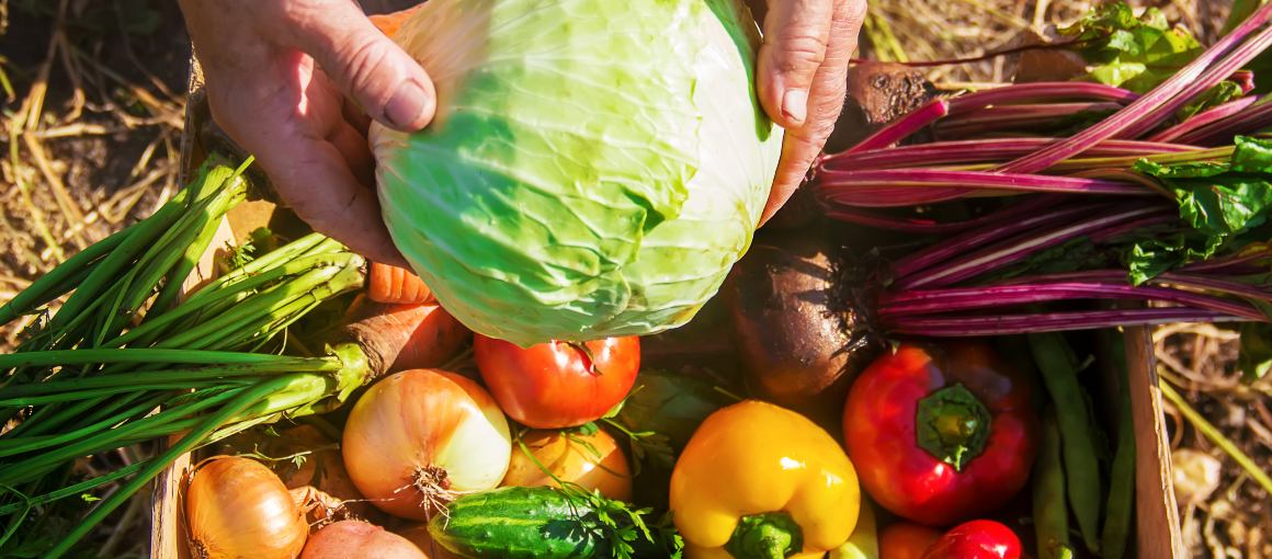 Nutrição holística e desintoxicação