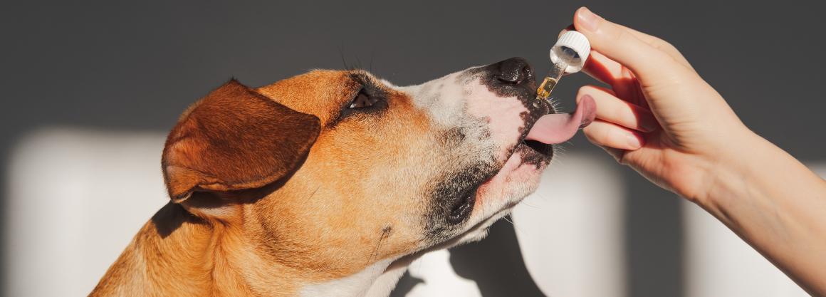 CBD: Óleo e guloseimas para cães e gatos